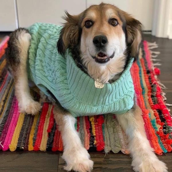 Boots & Barkley Other - Boots & Barkley Dog Sweater Dog Clothes Mint Green Up to 100 lbs Sz Extra-Large